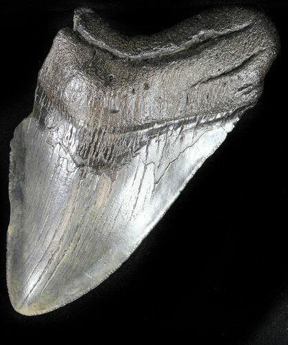 Bargain Megalodon Tooth #31158
